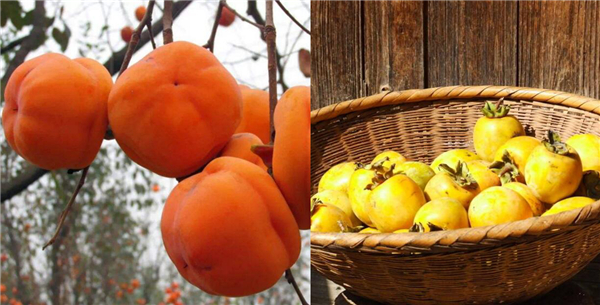 红柿子和黄柿子哪个营养高，红柿子和黄柿子的营养价值一样吗