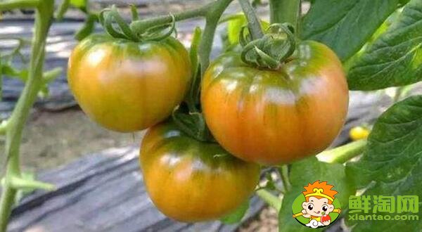 铁皮柿子和西红柿有什么区别，铁皮柿子没熟为什么也好吃