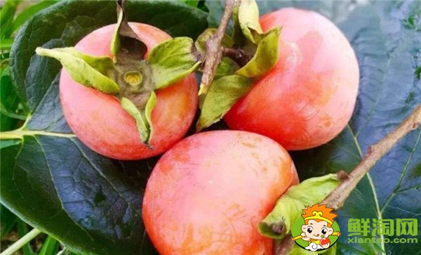 中国最有名的柿子是什么品种，什么品种的柿子摘下来就能吃