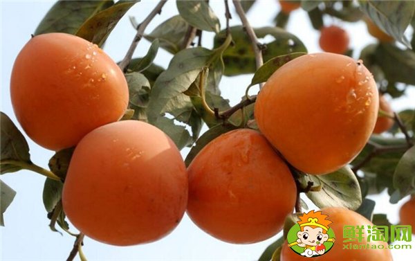 中国最有名的柿子是什么品种，什么品种的柿子摘下来就能吃