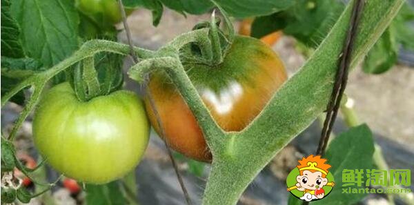 铁皮西红柿几月份成熟，铁皮西红柿成熟时间