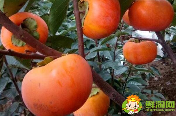 果子很小的柿子是什么品种，最有前景的柿子品种