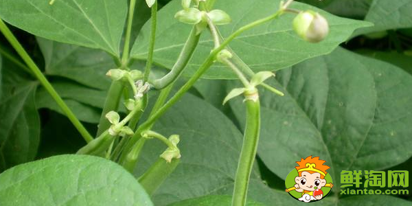 四季豆是什么季节的菜,四季豆是什么时候上市