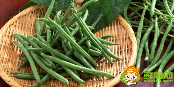 四季豆是什么季节的菜,四季豆是什么时候上市