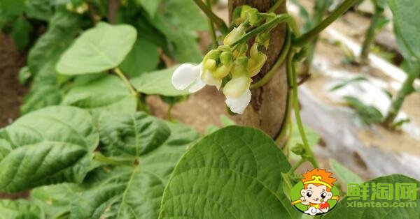 芸豆是什么季节成熟的蔬菜(夏季)，芸豆只开花不结果是什么原因