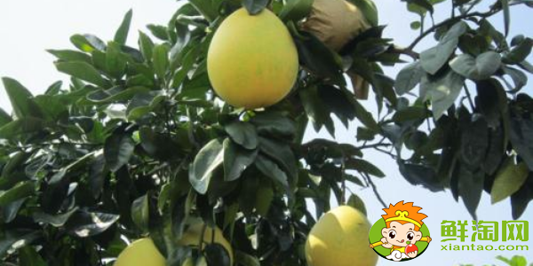 广东摘柚子是什么季节吃，柚子什么时候上市
