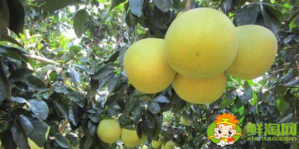 广东摘柚子是什么季节吃，柚子什么时候上市