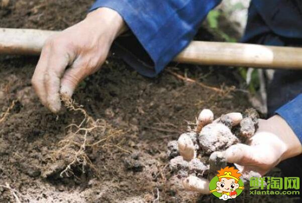 山药和淮山怎么区分，挖野生淮山的方法