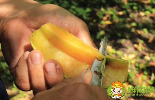 杨桃的正确吃法是什么，吃杨桃的正确剥法图解