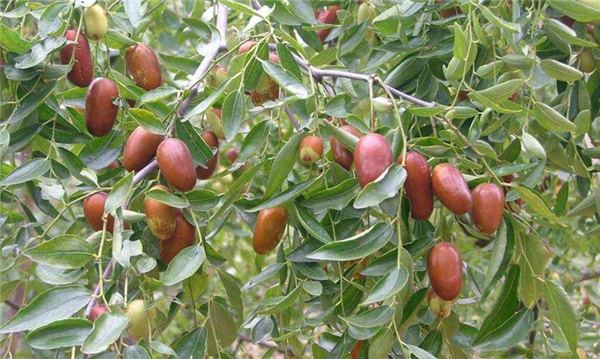 红枣几月份成熟采摘，红枣几月份大量上市