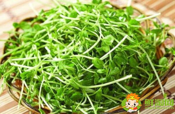 青菜有多少种,青菜有蛋白质吗