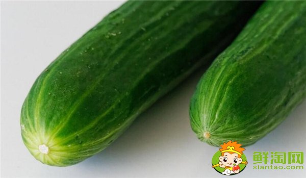 夏季种黄瓜选择什么品种好，7一8月适合种什么品种的黄瓜