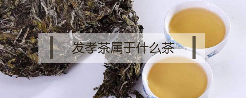 发孝茶是什么意思