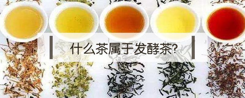 什么茶属于发酵茶?