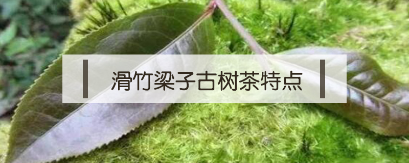 滑竹梁子古树茶特点