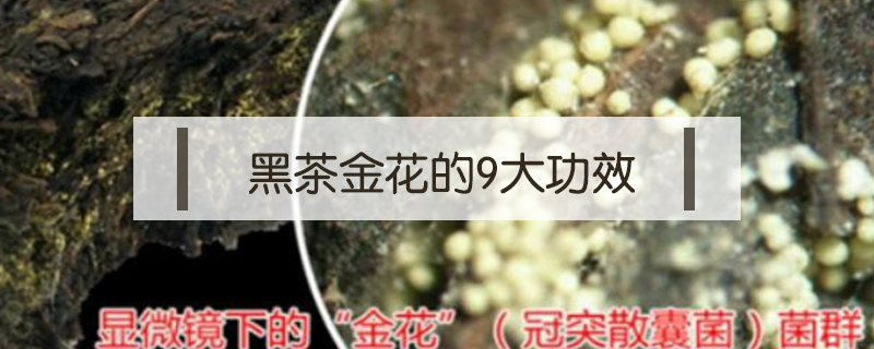 黑茶金花的9大功效