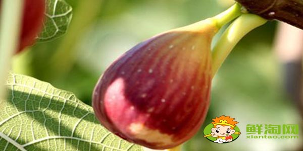 新鲜无花果怎么吃最多吃几个,小孩可以吃新鲜无花果吗