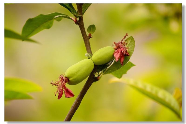 贴梗海棠的果实是什么果，贴梗海棠果实核是什么样