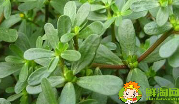 马齿苋是什么季节的菜,马齿苋是什么样子的野菜