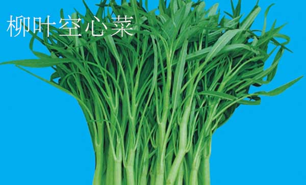 竹叶和柳叶空心菜哪个产量高，小柳叶空心菜是不是青梗的