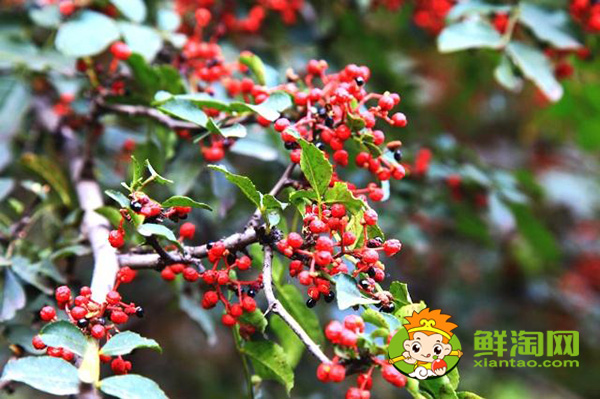 花椒树叶片上有刺吗，花椒怎么摘不扎手