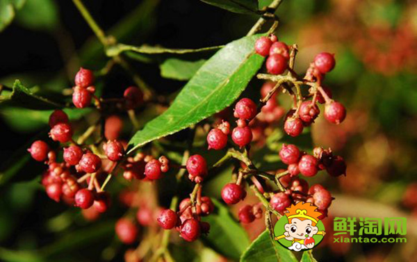 花椒树叶片上有刺吗，花椒怎么摘不扎手