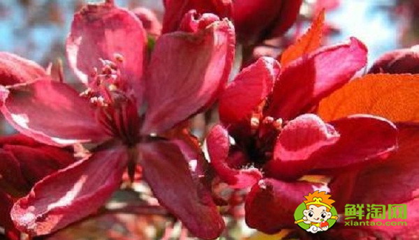 北美海棠红色叶子是什么品种，北美海棠中果子最大的品种