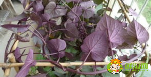 紫色木耳菜能吃吗，木耳菜结的果实怎么吃