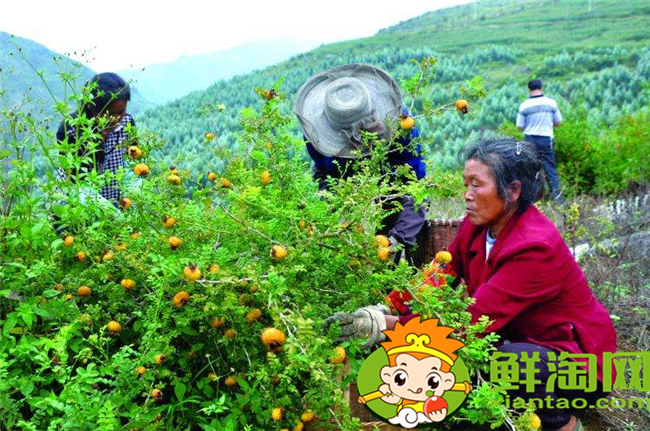 贵州刺梨基地在哪里，贵州最大的刺梨基地六盘水市