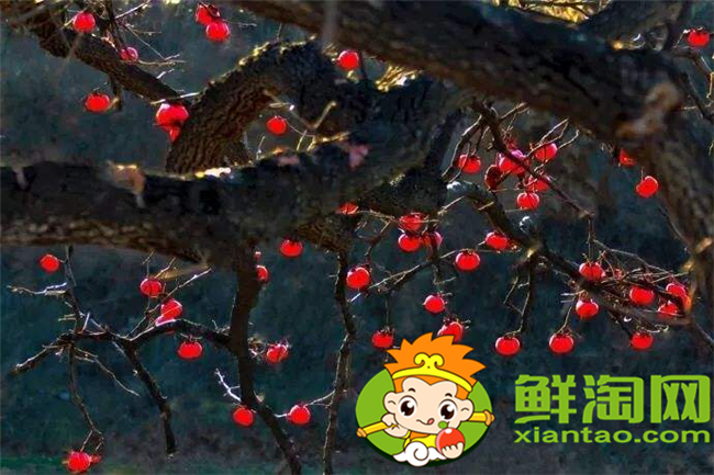 山上红色的野果子叫什么，山上的野刺梨有几种