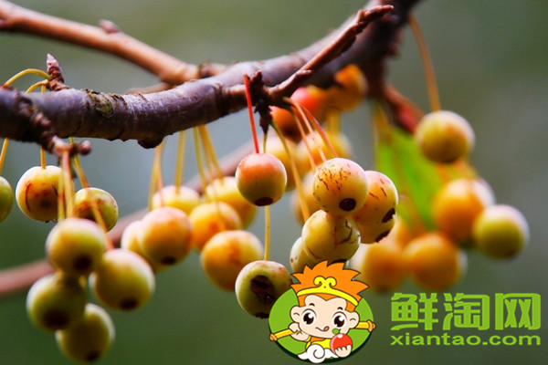 垂丝海棠果实能吃吗,垂丝海棠果实怎样食用