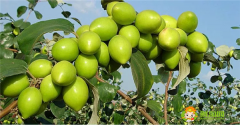 青枣和红枣是一个品种吗，台湾大青枣最新品种
