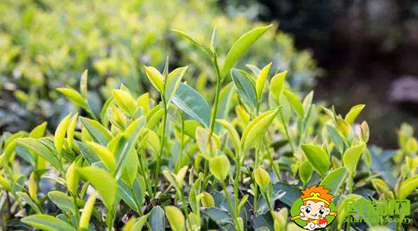 大红袍的树的品种是什么名，武夷山大红袍母树是最古老的茶树吗