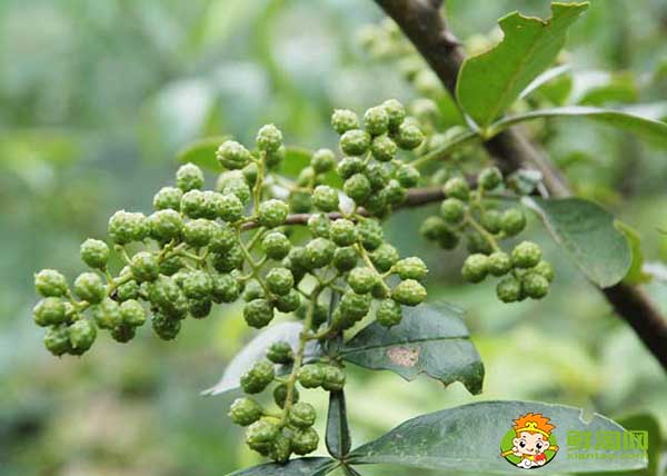 花椒应该怎么存放不跑味道，生花椒想存放一年怎么放