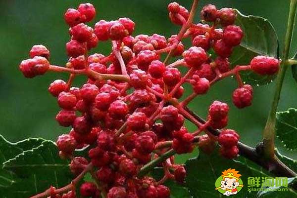 新鲜花椒怎么运输不会坏,花椒的运输和保存方法