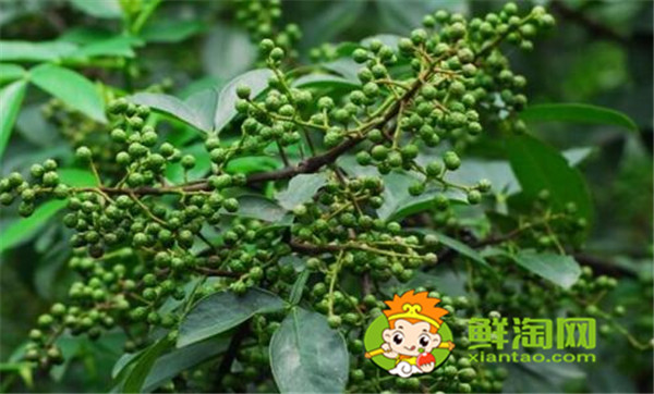 狗椒与花椒的区别图片，狗椒与花椒哪个好