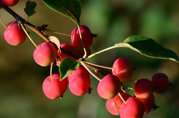 红宝石海棠果实可以吃吗，红色果实的北美海棠品种