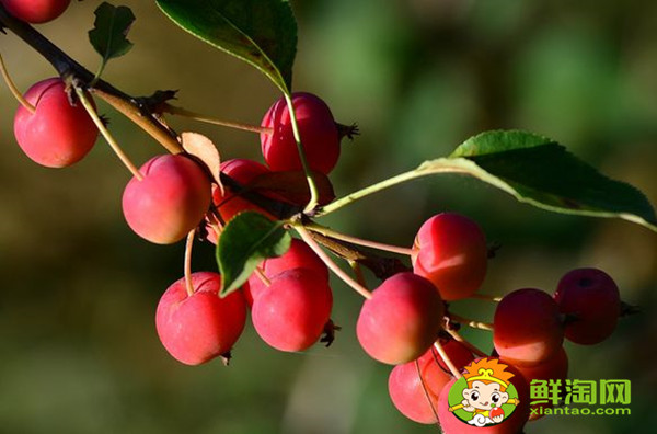 红宝石海棠果实可以吃吗，红色果实的北美海棠品种