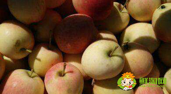 123小苹果是沙果吗，沙果和小苹果的区别
