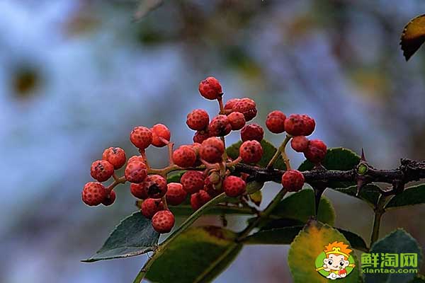 花椒什么时间可以摘成熟了，树上摘下来的花椒怎么处理