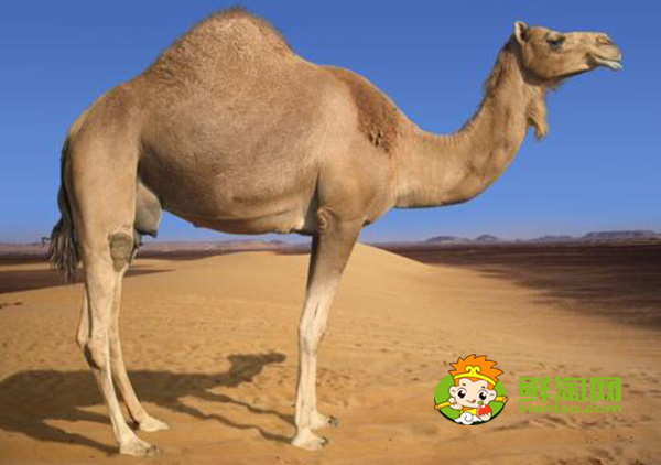 什么品种的骆驼最奶多，产奶多的骆驼品种