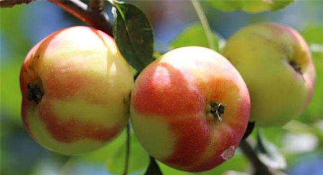 沙果是什么季节的水果，沙果属于苹果吗