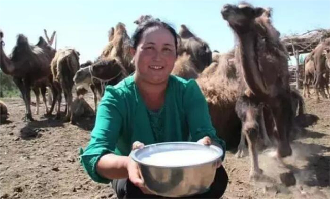 一只骆驼一年能产多少奶，骆驼奶喝一次多少才可以