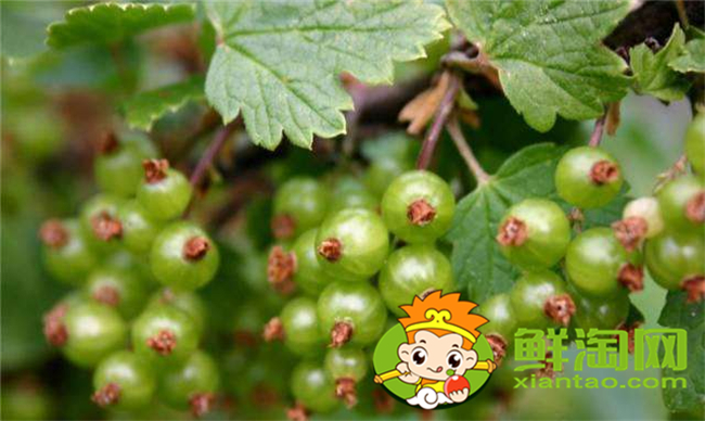 野生灯笼果能吃吗,野生灯笼果怎么用