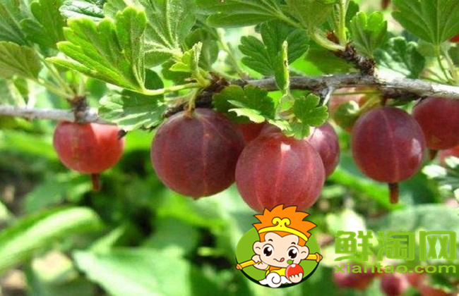 野生灯笼果能吃吗,野生灯笼果怎么用