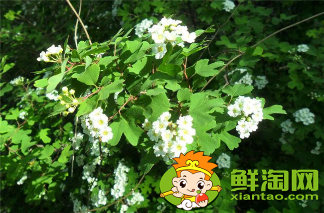 山花椒能吃吗，农村山上野花椒树图片