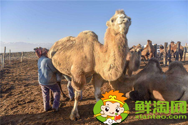 一个骆驼一天能产多少奶，骆驼鲜奶多少钱一斤