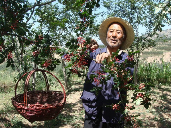 花椒怎么采摘比较好，花椒怎么采摘最快