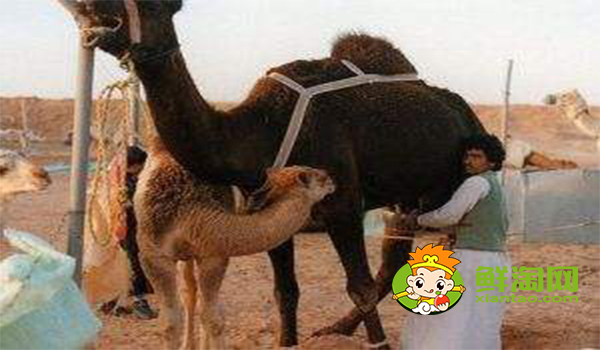 骆驼奶怎么喝，骆驼奶的正确食用方法