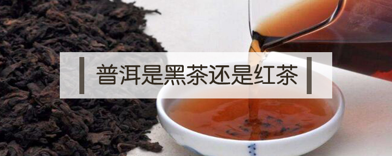 普洱是黑茶还是红茶